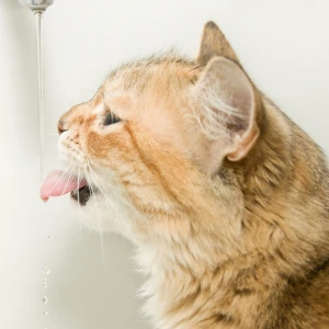 Cat water consumption small