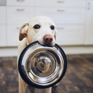 Dog water bowl tips small
