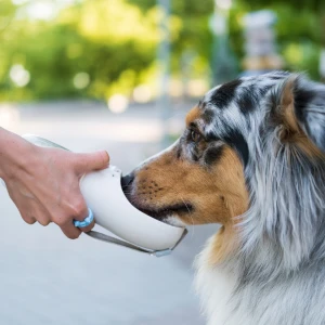 Signs of dehydration in pets small