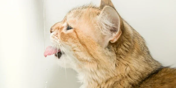 Cat water consumption