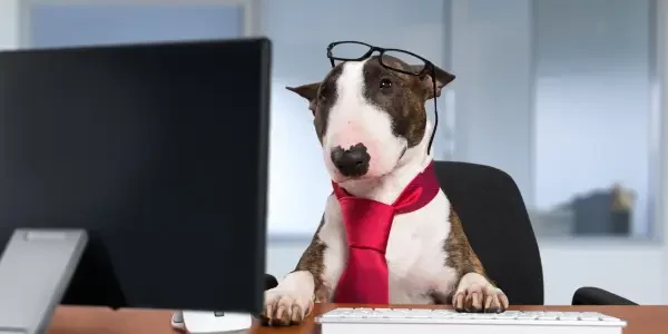 Dog researching benefits of proper pet hydration
