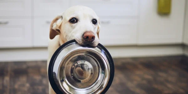 Dog water bowl tips