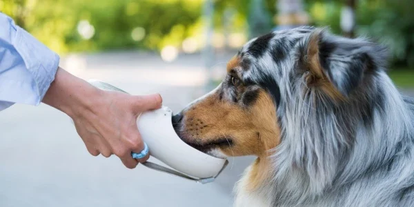 Signs of dehydration in pets