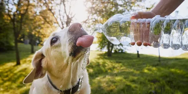 Tap water vs. bottled water for pets